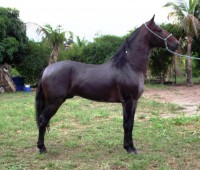 ITAQUI ÚNICO